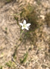 Wahlenbergia linarioides