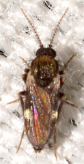Forcipomyia