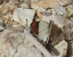 Colotis celimene pholoe