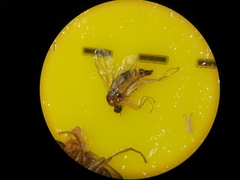 Elaphropeza ephippiata