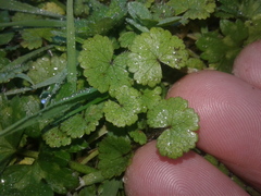 Hydrocotyle microphylla