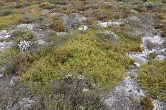 Diastella divaricata divaricata
