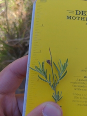 Thamnosma texana