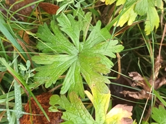 Geranium pratense