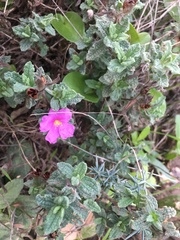 Cistus crispus