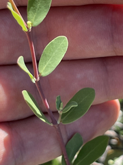 Euphorbia magdalenae