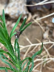 Spilostethus pandurus elegans