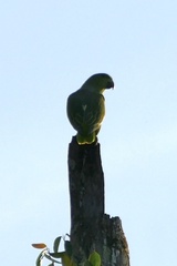 Graydidascalus brachyurus