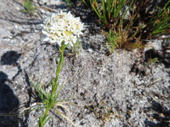 Pseudoselago gracilis