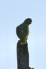 Graydidascalus brachyurus