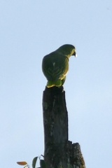 Graydidascalus brachyurus