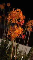Epidendrum