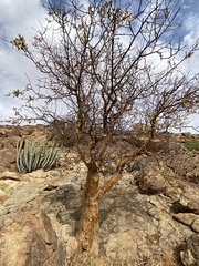Commiphora