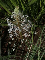 Schizocarphus nervosus