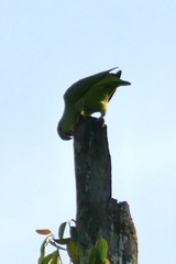 Graydidascalus brachyurus