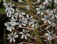 Schizocarphus nervosus