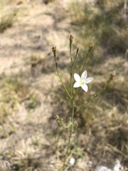 Wahlenbergia linarioides