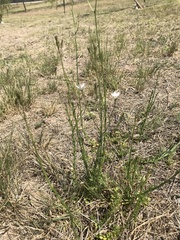 Wahlenbergia linarioides