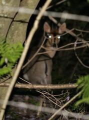 Sylvicapra grimmia