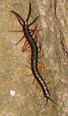 Scolopendra