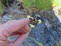 Moraea lurida