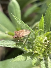 Euschistus variolarius