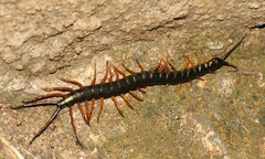 Scolopendra