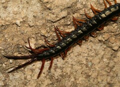 Scolopendra