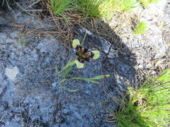 Moraea lurida