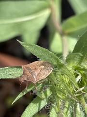 Euschistus variolarius