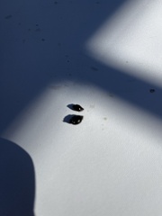 Potamopyrgus antipodarum