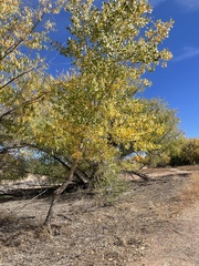 Populus deltoides