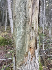 Chaenotheca chlorella