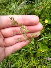 Poa trivialis