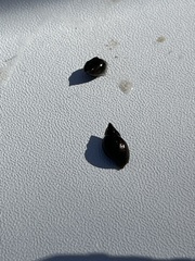 Potamopyrgus antipodarum