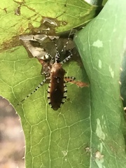 Pselliopus cinctus