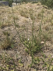 Wahlenbergia linarioides