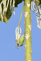 Brotogeris versicolurus