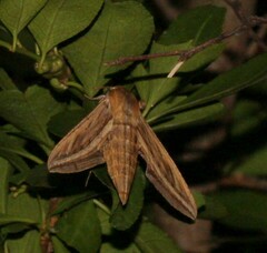 Hippotion celerio