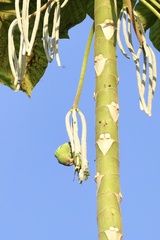 Brotogeris versicolurus