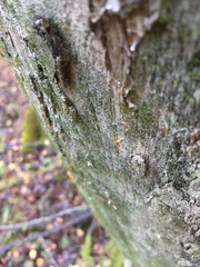 Chaenotheca chlorella