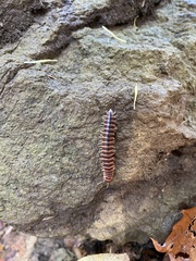 Semionellus placidus