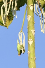 Brotogeris versicolurus