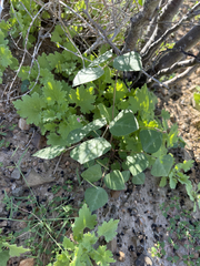 Phaseolus filiformis