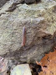 Semionellus placidus