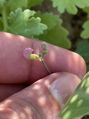 Phaseolus filiformis