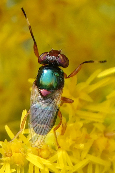Physiphora clausa