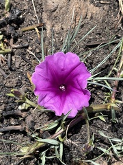 Ipomoea robertsiana