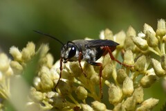 Sphex peruanus