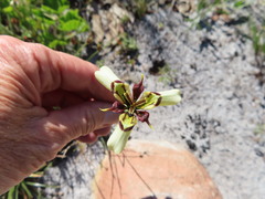 Moraea lurida